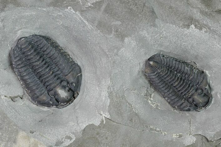 Double Calymene Niagarensis Trilobite Specimen - New York #163597